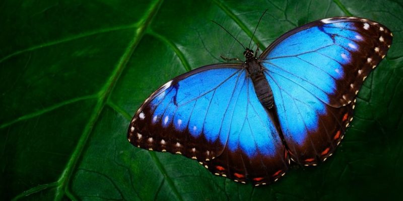 Imagen de una mariposa
